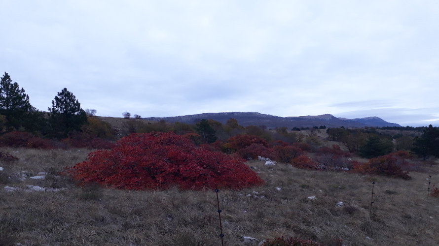PRIMORSKI POHODNIK TURK
